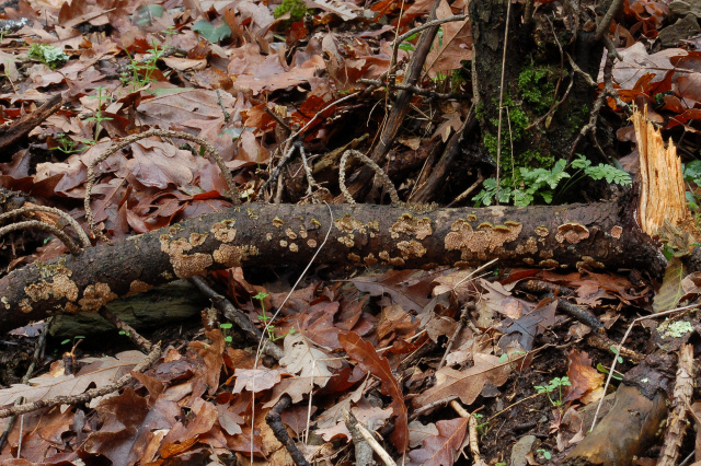 Un giretto tra le quercie